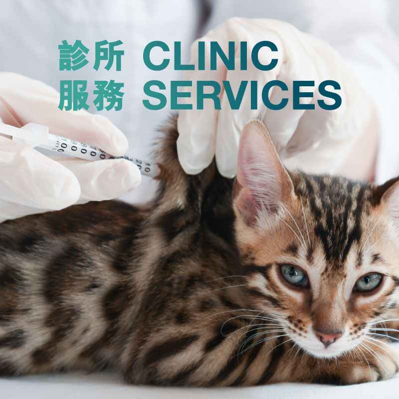 Clinic Service Cat and Kitten Vaccination (1 dose) Pet Space Club